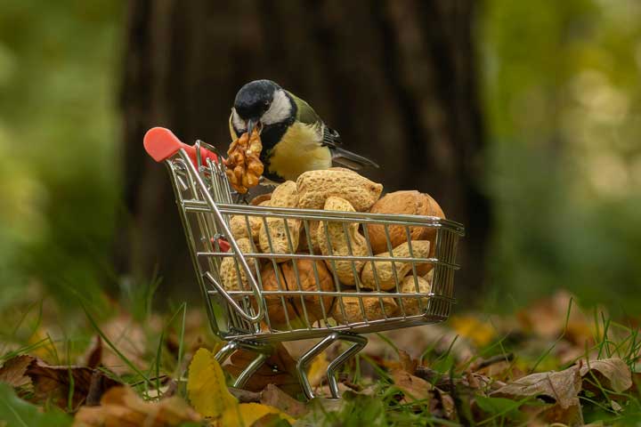 Using Food as Medicine for Better Health