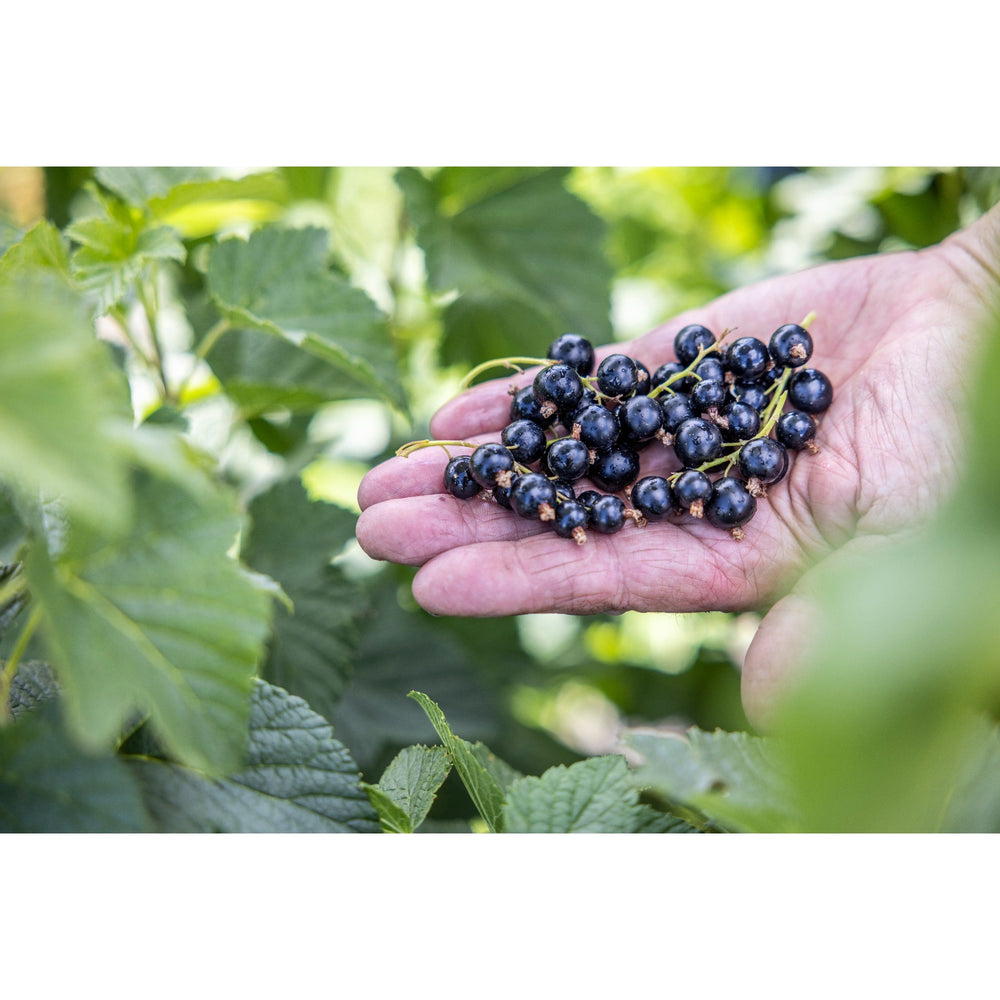 Blackcurrants