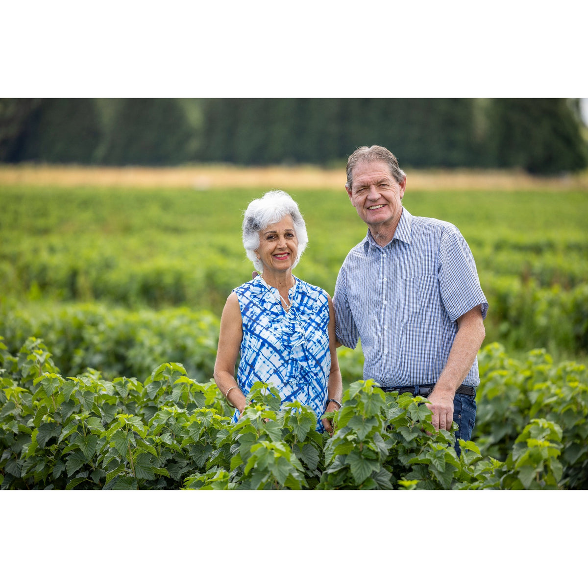 ViBERi blackcurrant orchard in South Canterbury, New Zealand